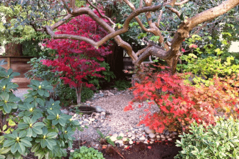 A secret garden entry with cozy corners featuring Japanese maples and rhododendrons in Palo Alto