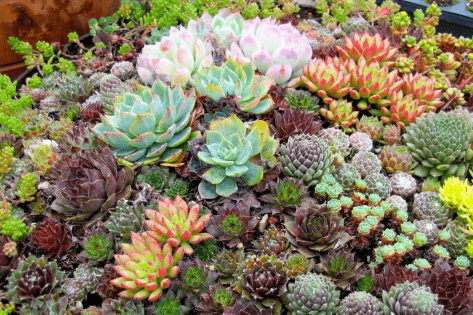 Drought tolerant, low water spreading succulents, Sedums, hens and chicks, and the tree houseleeks.