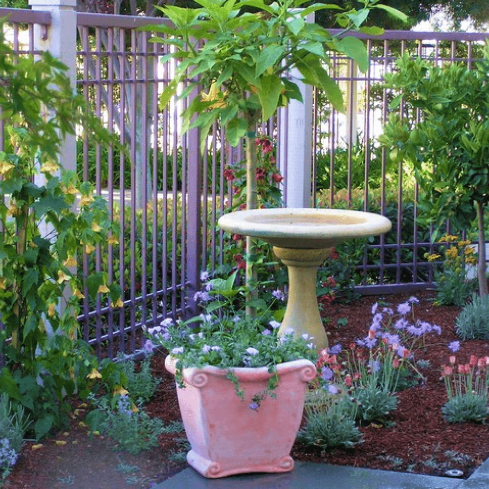 A bird friendly garden to attract hummingbirds and butterflies featuring a water feature in Foster City.
