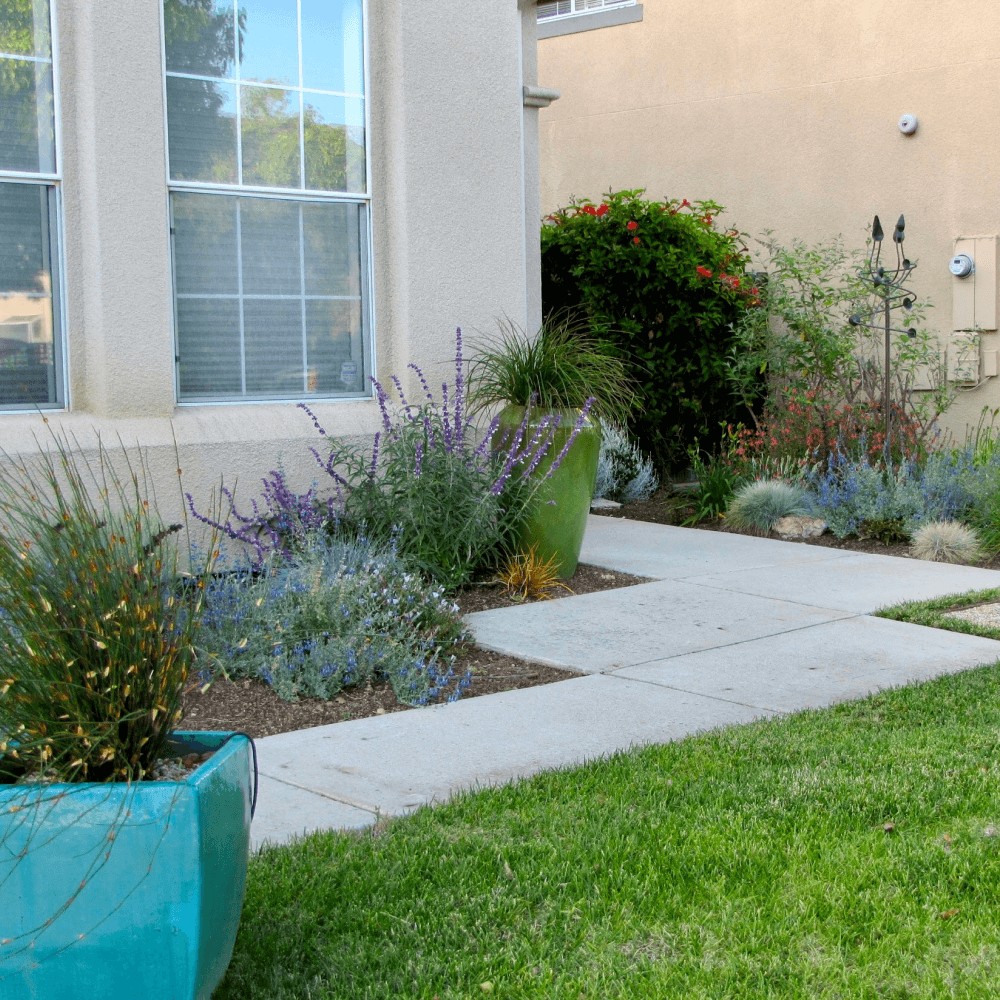 Contemporary California style drought tolerant gardens in Sunnyvale.