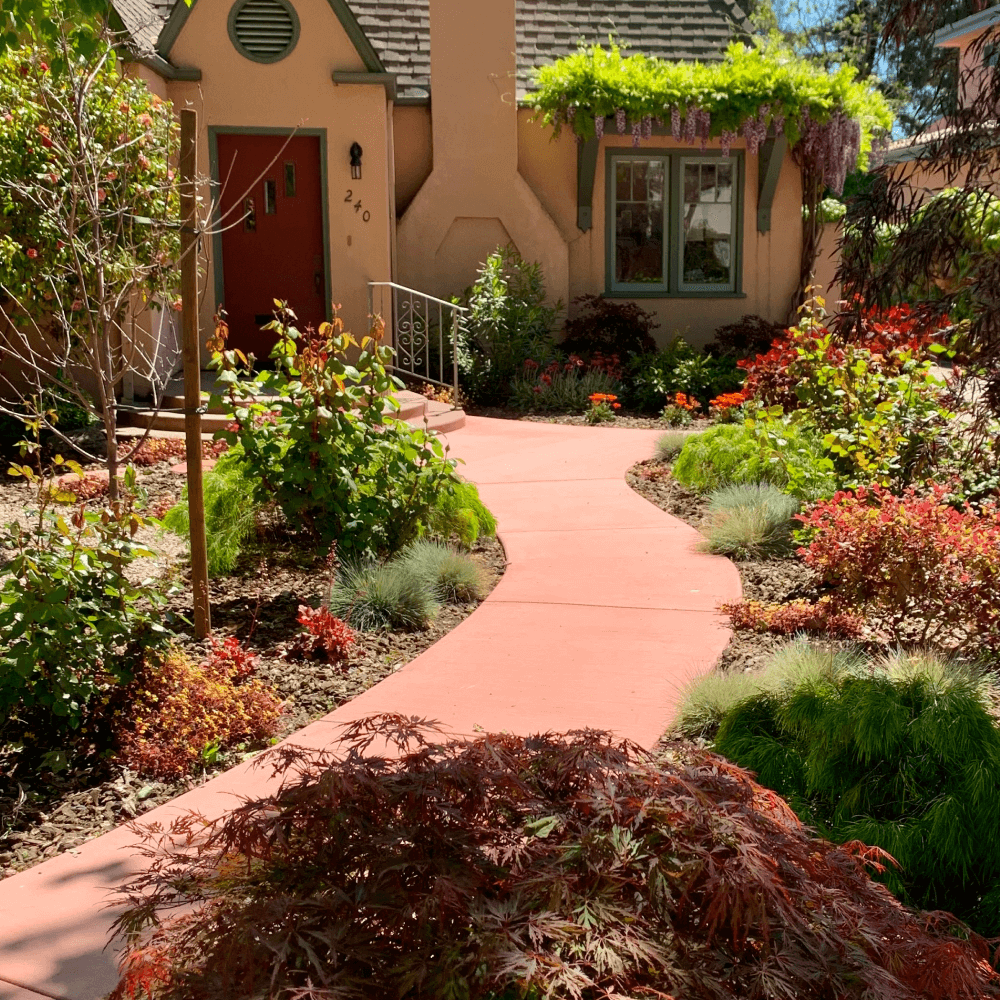 Curved entry path landscape design in Palo Alto.