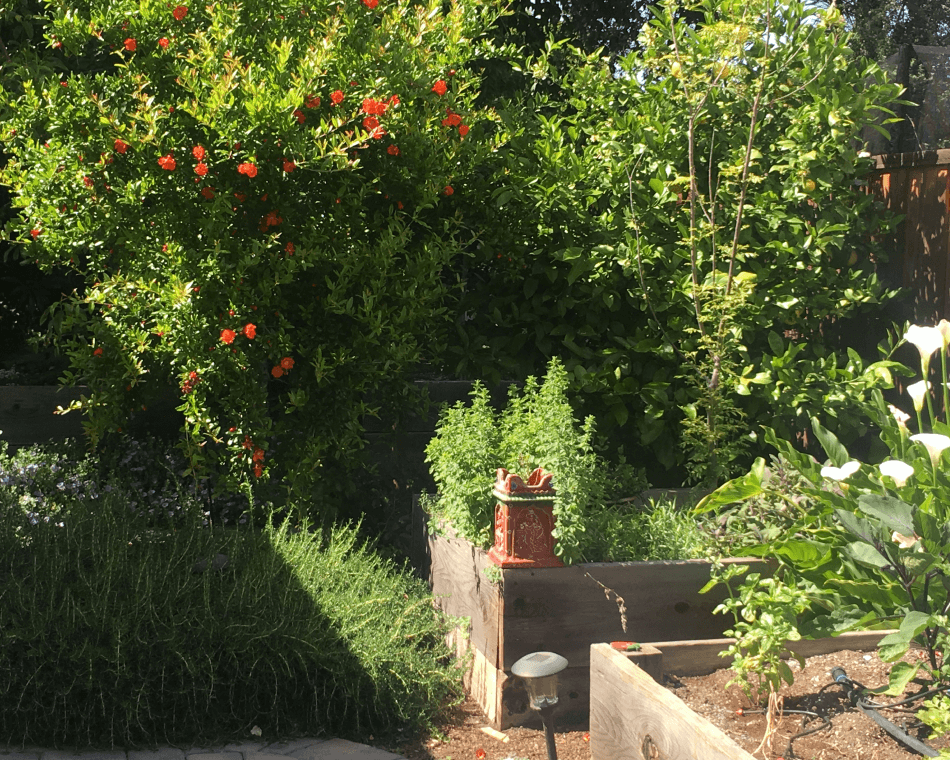 Beautiful lush green, drought tolerant edible garden with herb beds, Japanese maples in Palo Alto, California