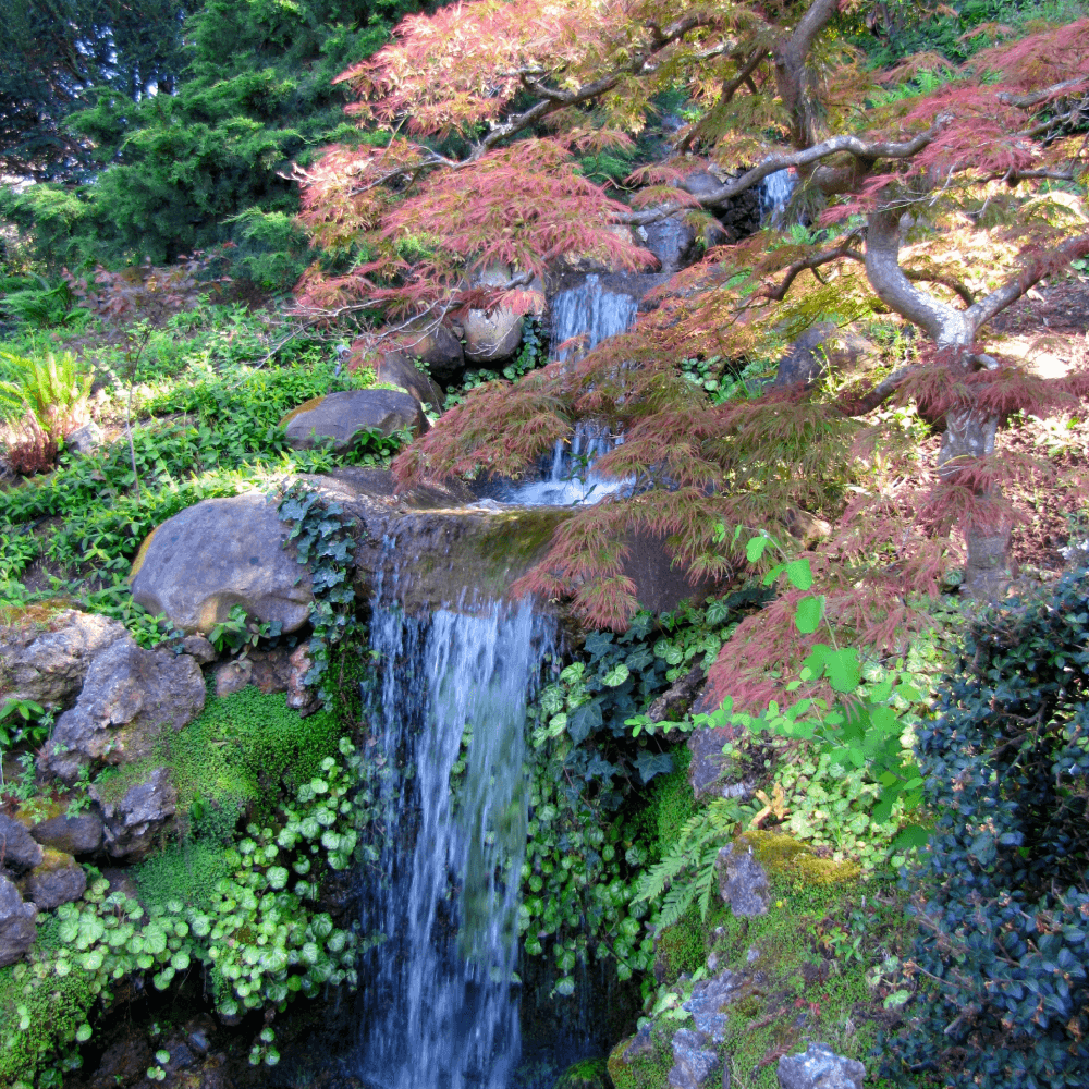 A large landscape garden with Japanese maple and waterfall feature in Saratoga, California.