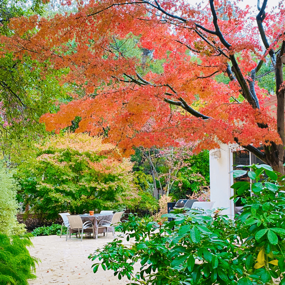 Japanese maples in autumn on a patio.