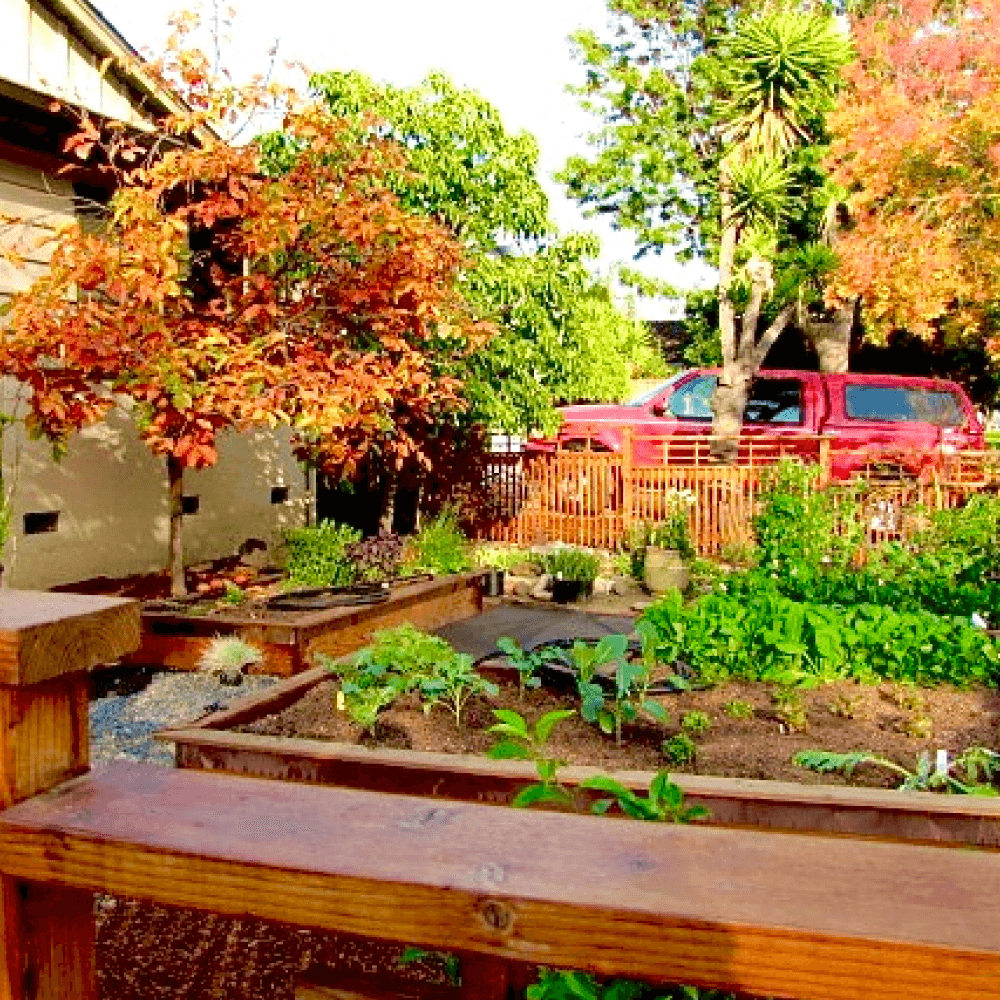 Raised bed gardening featuring a Japanese style edible garden in San Jose, California