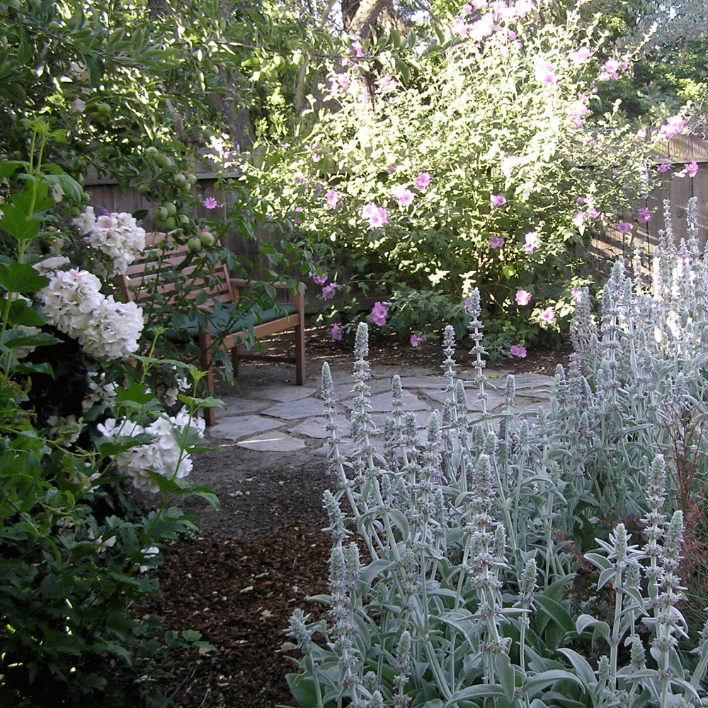 A serene and beautiful secret butterfly garden with drought tolerant plants in Willow Glen