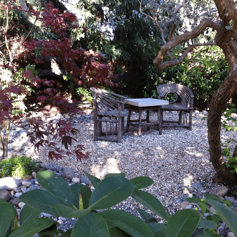 Renovated garden with shade loving plants like pineapple guava tree, Japanese maples with willow furniture.